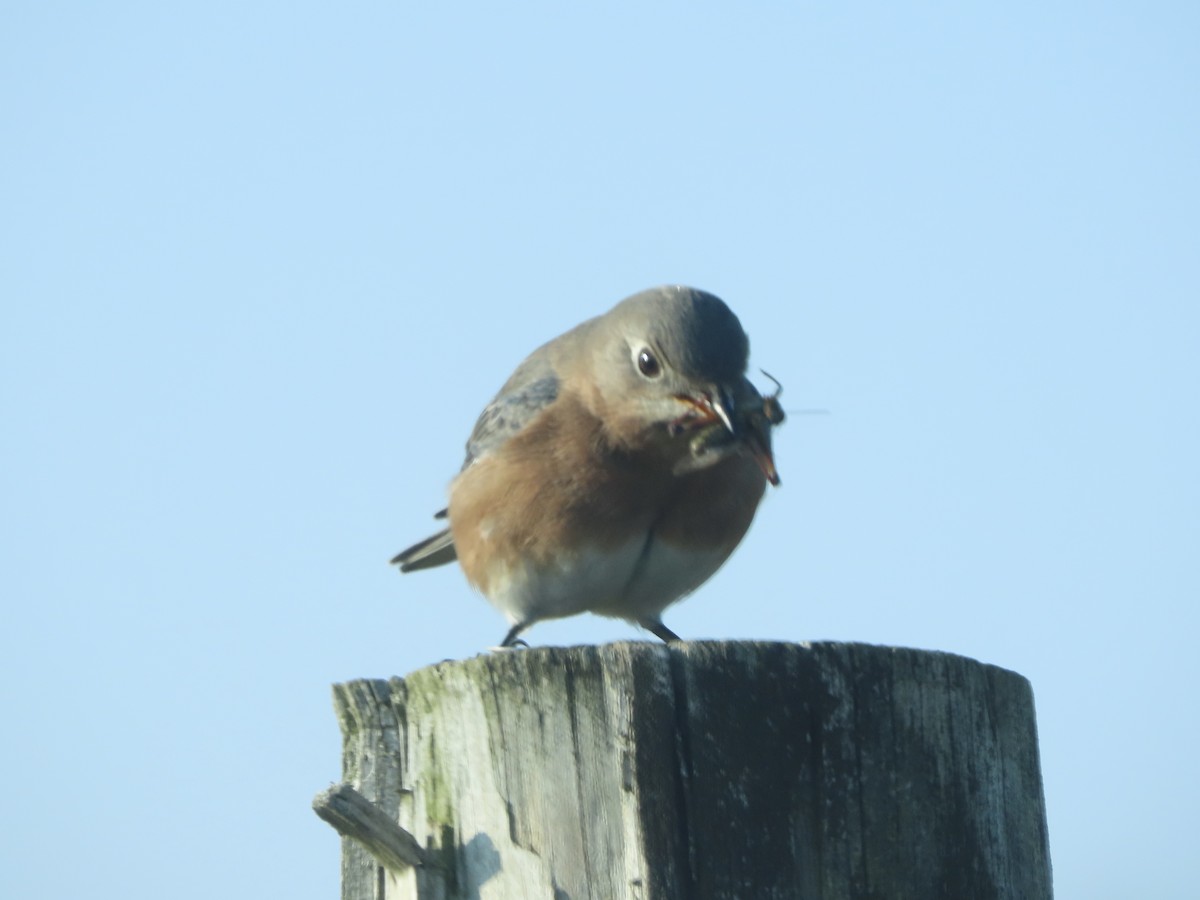 Eastern Bluebird - ML646703838