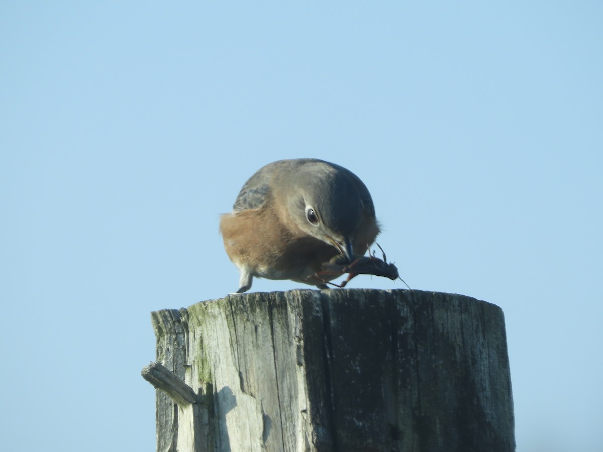 Eastern Bluebird - ML646703839