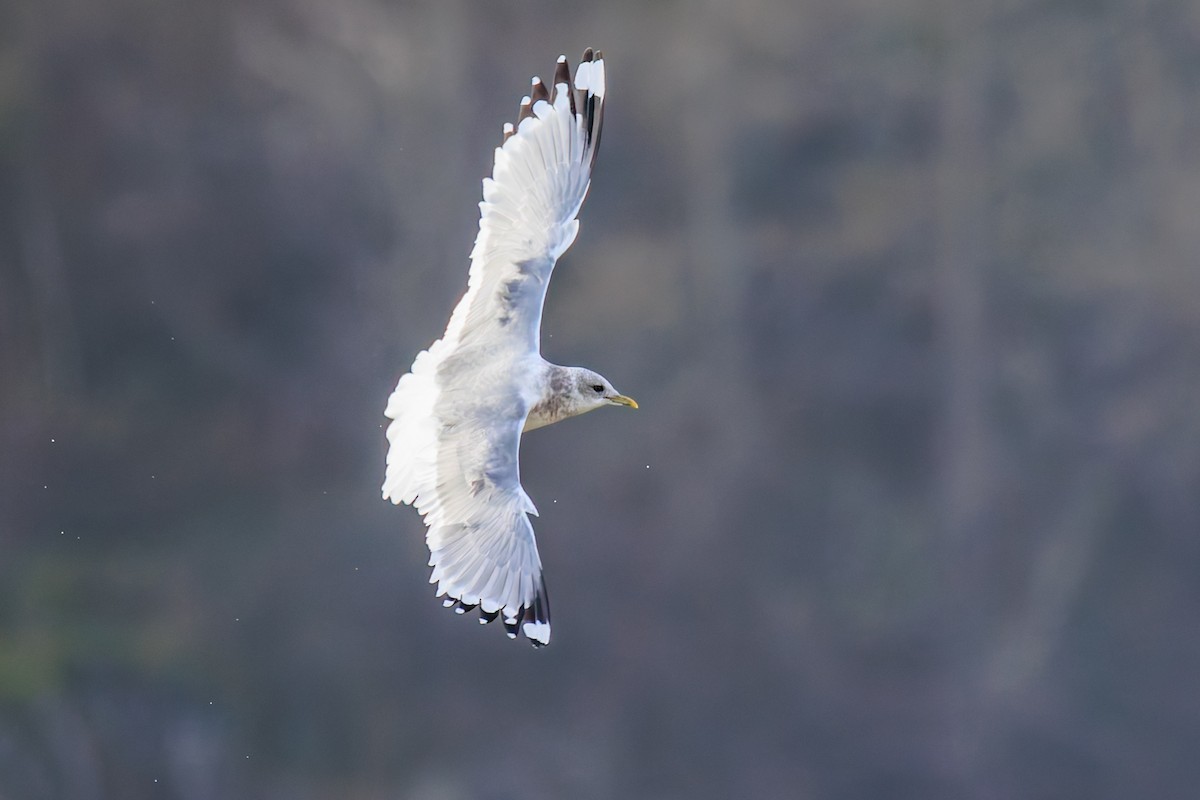 Short-billed Gull - ML646703840
