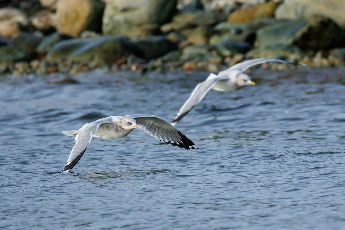 Short-billed Gull - ML646703841