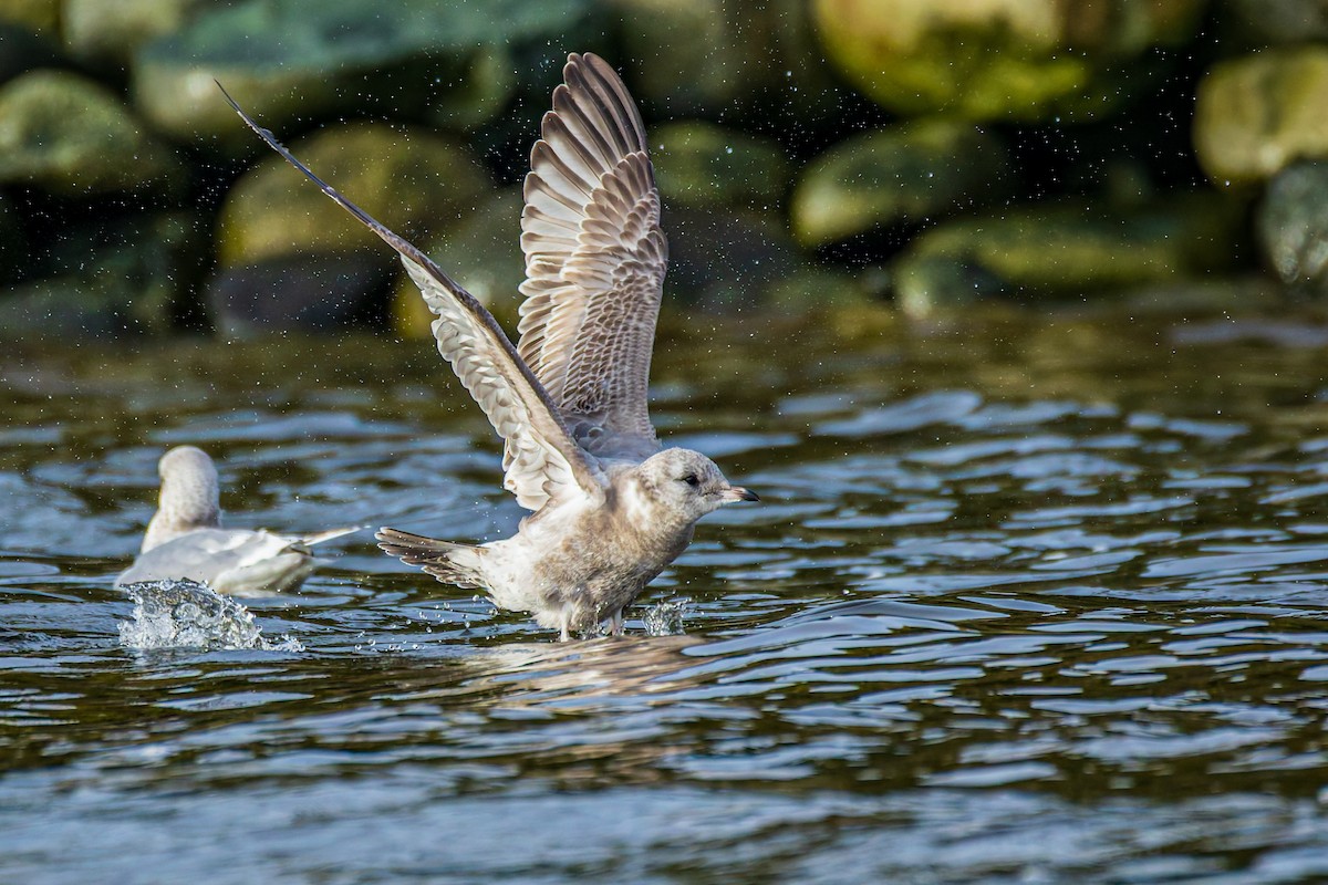 Short-billed Gull - ML646703842