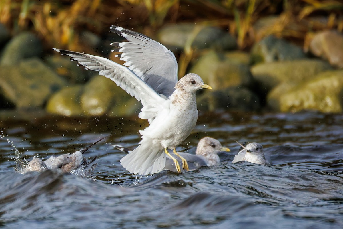 Short-billed Gull - ML646703843