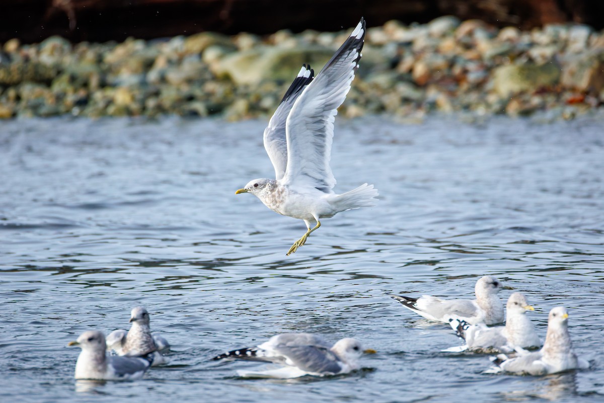 Gaviota de Alaska - ML646703844