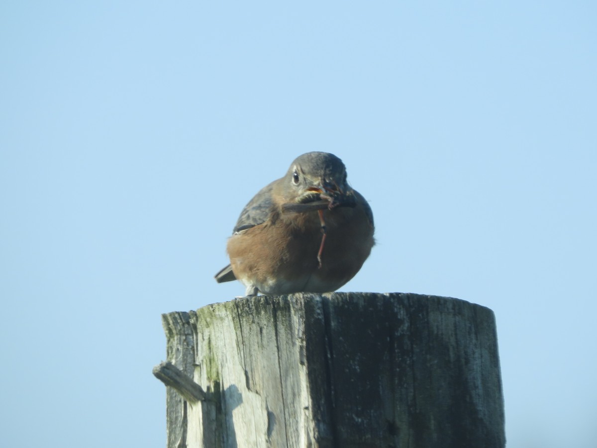 Eastern Bluebird - ML646703845