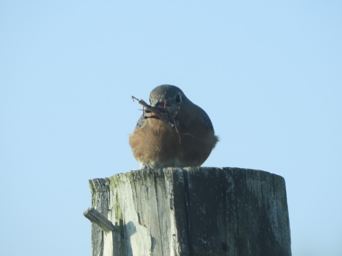 Eastern Bluebird - ML646703846