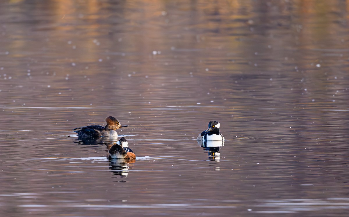 オウギアイサ - ML646703847