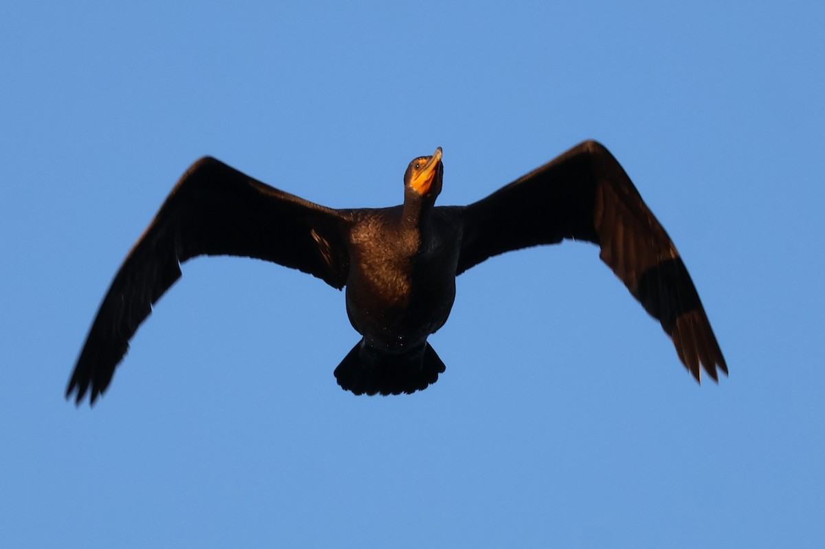 Double-crested Cormorant - ML646703849