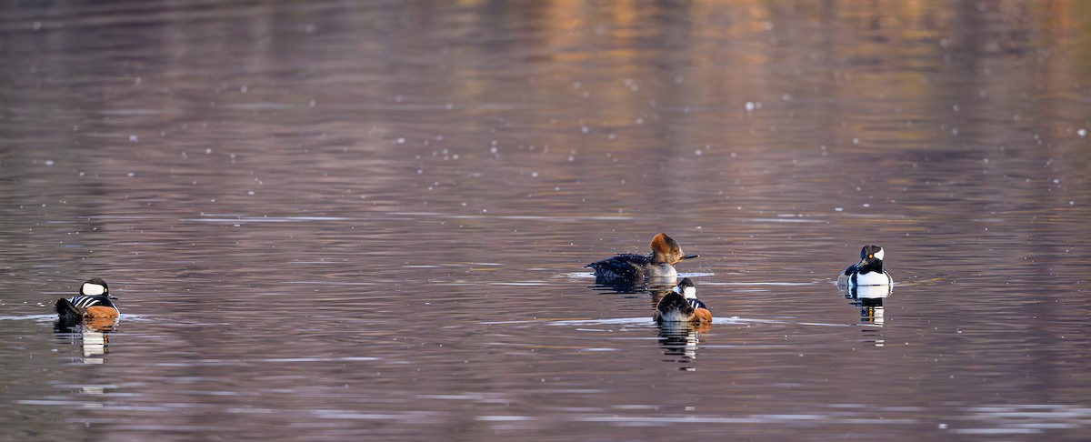Serreta Capuchona - ML646703850