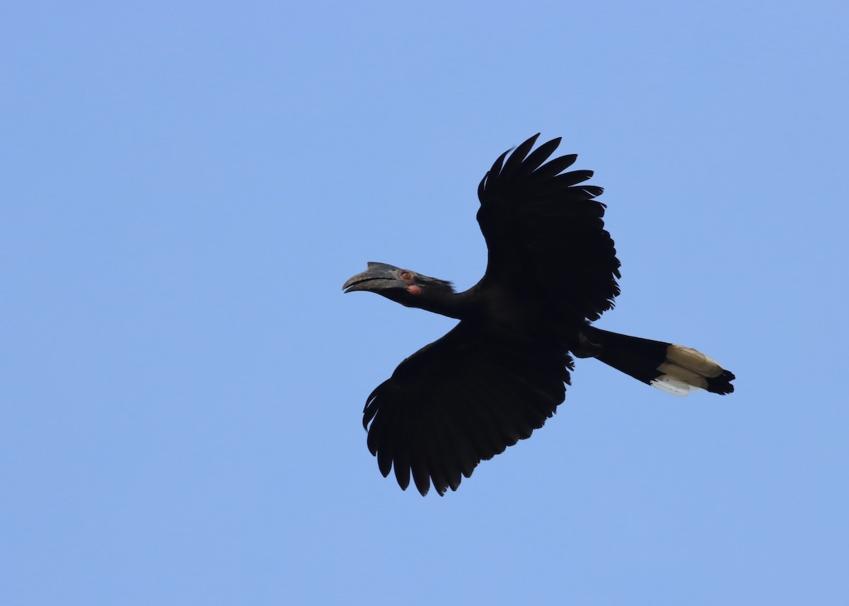 Cálao Malayo - ML646703851