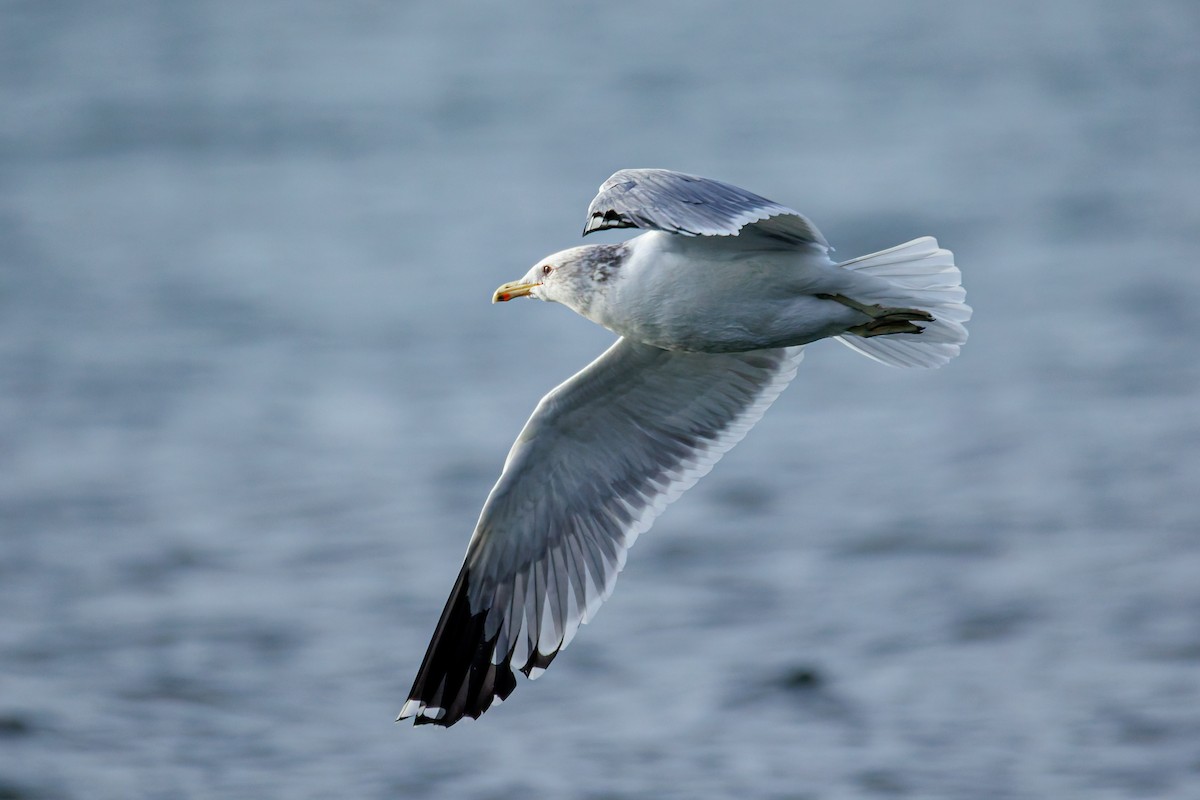 Gaviota Californiana - ML646703852
