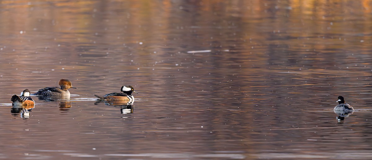 Serreta Capuchona - ML646703853
