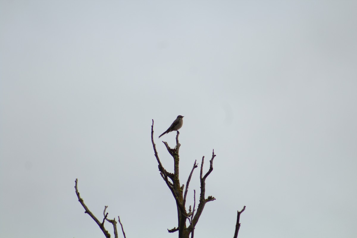 Solitario Norteño - ML646703854