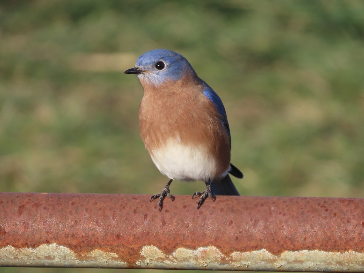 Eastern Bluebird - ML646703855