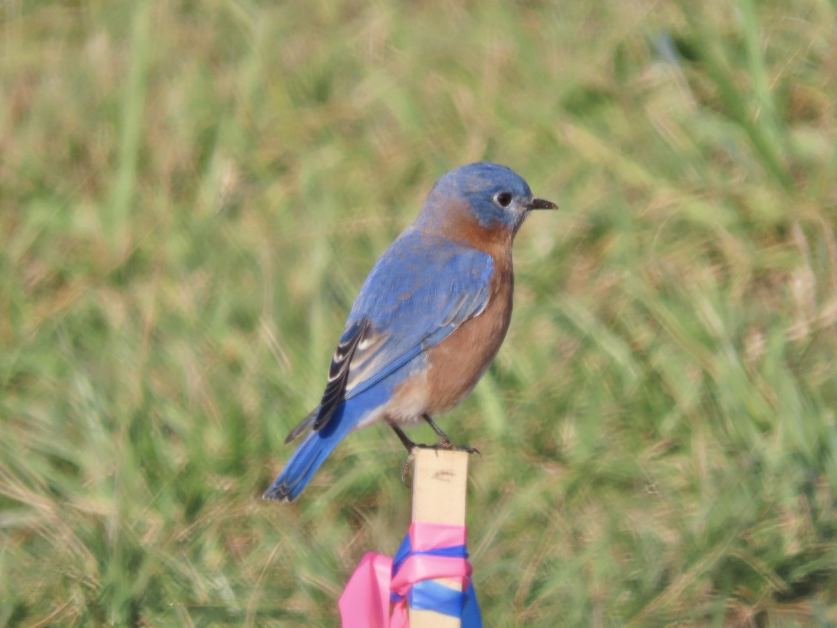 Eastern Bluebird - ML646703856