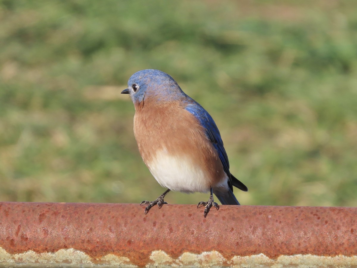 Eastern Bluebird - ML646703857