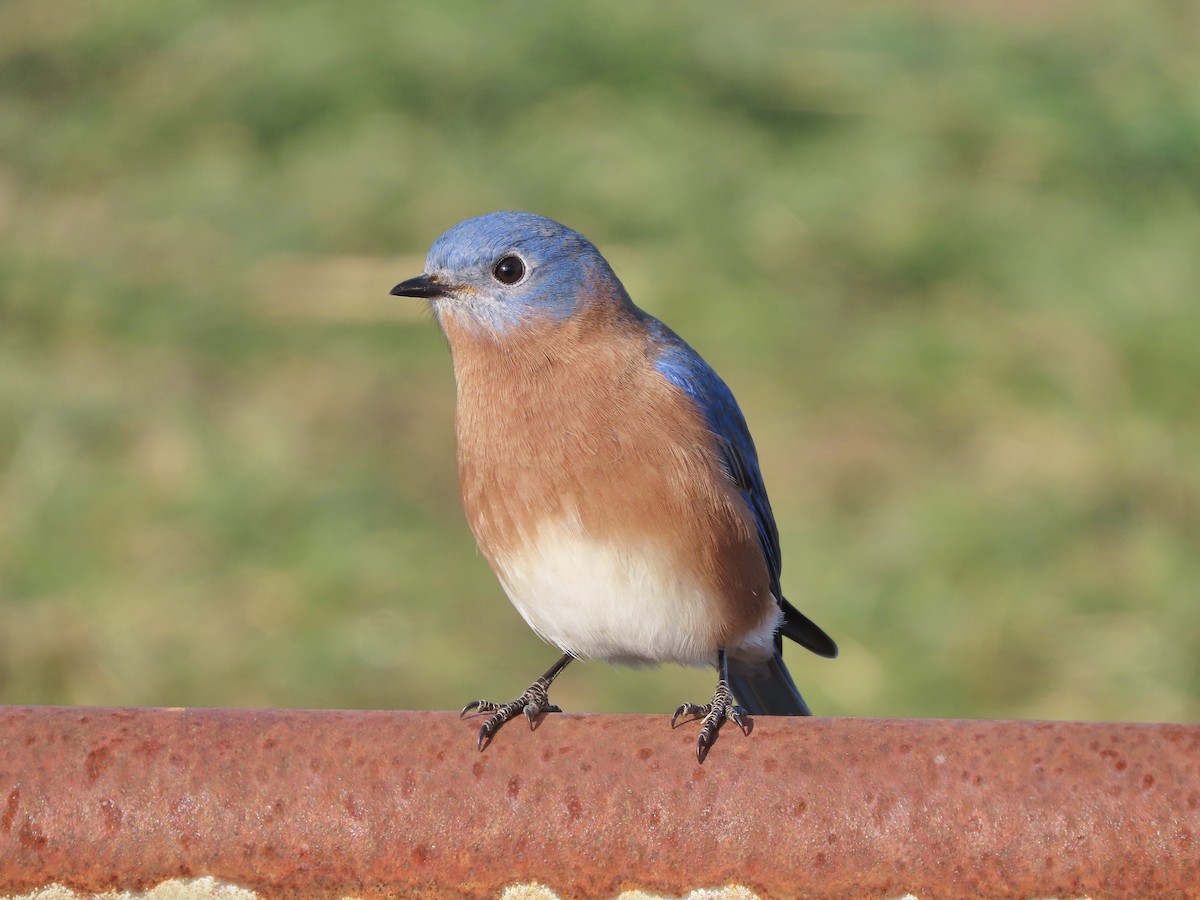 Eastern Bluebird - ML646703858