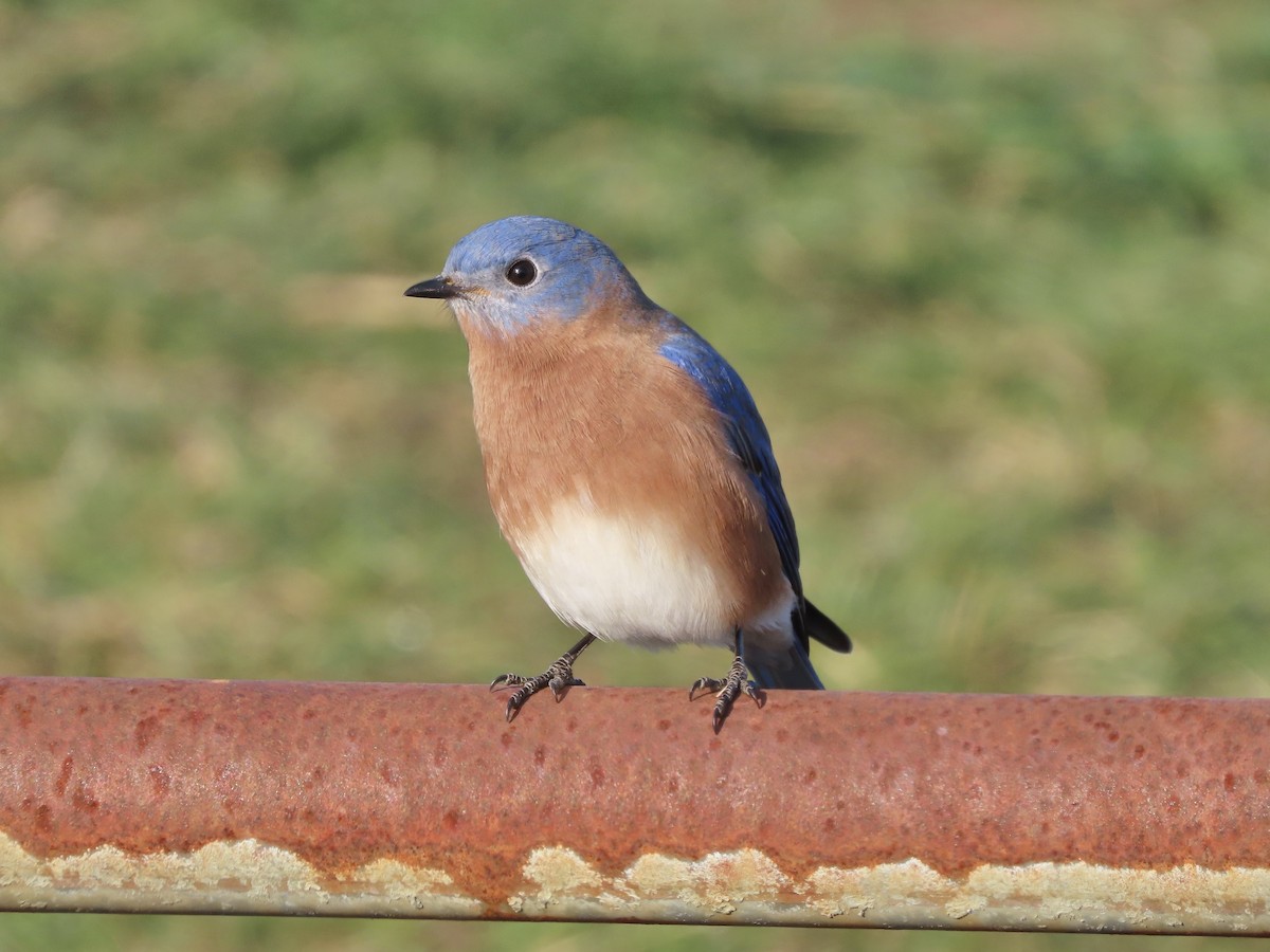 Eastern Bluebird - ML646703859