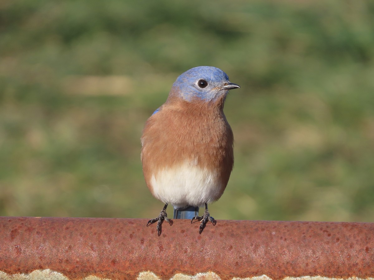 Eastern Bluebird - ML646703860