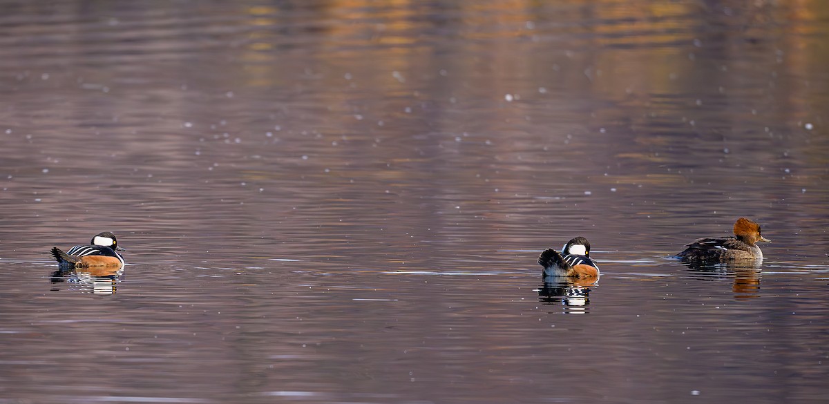 Serreta Capuchona - ML646703861