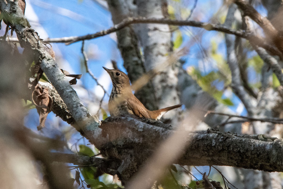 Zorzalito Colirrufo - ML646703862