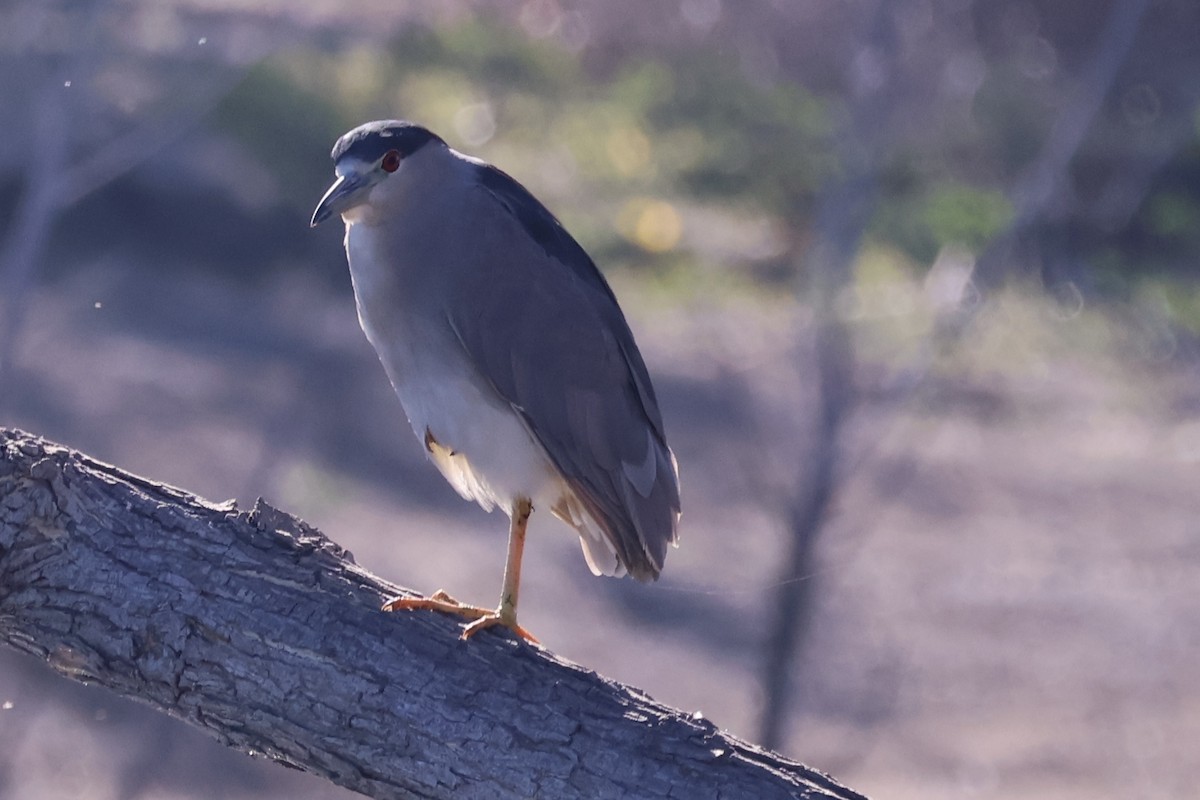 Martinete Común - ML646703863