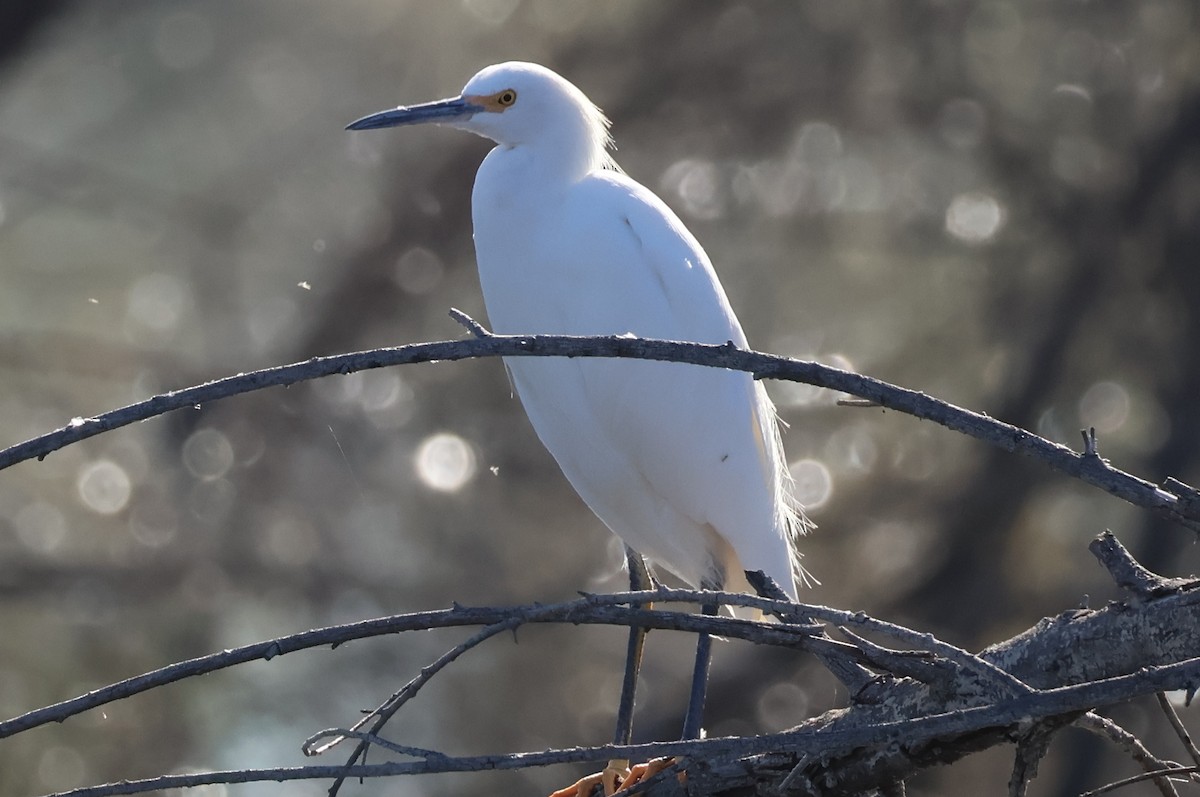 Garceta Nívea - ML646703864