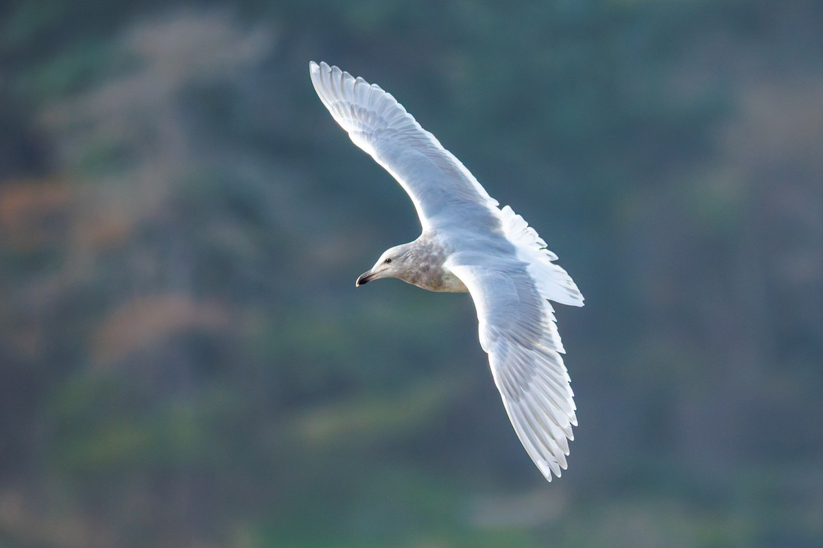 Gaviota de Bering - ML646703866