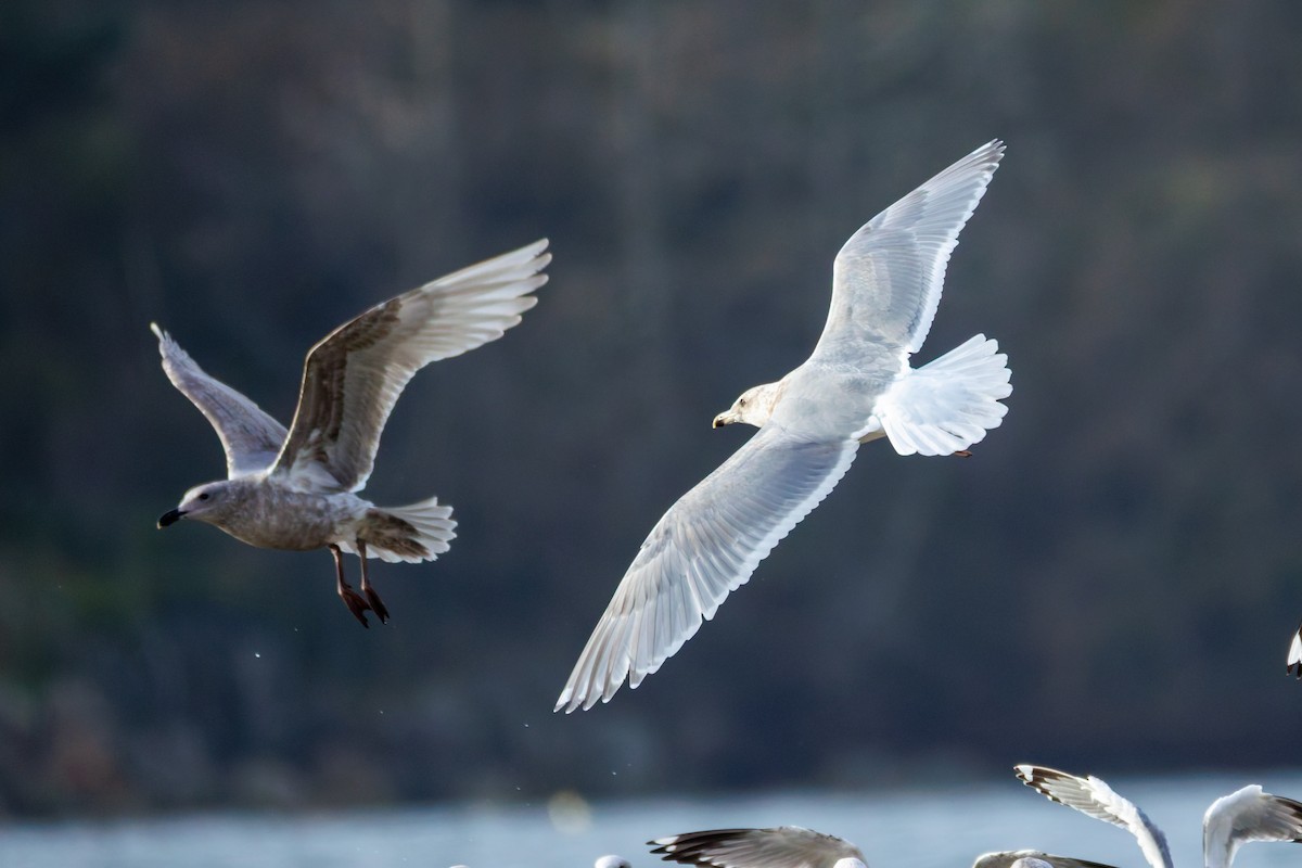 Gaviota de Bering - ML646703867