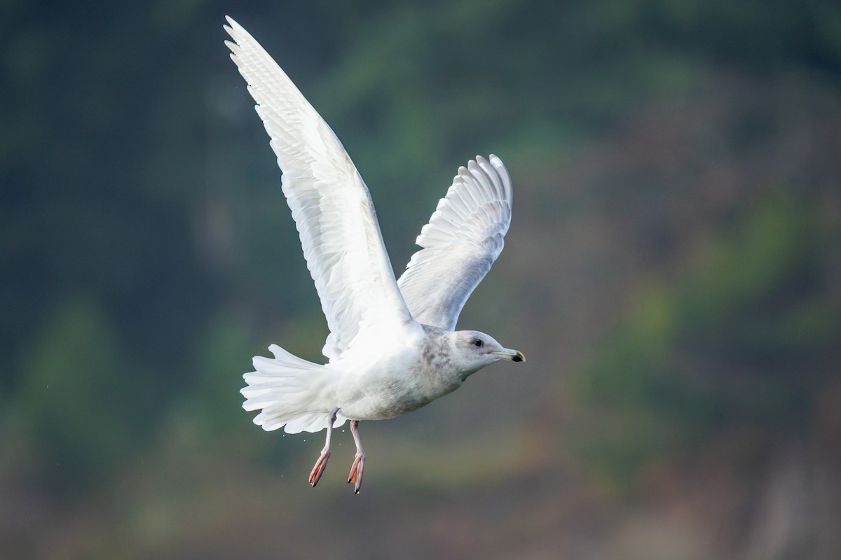 Gaviota de Bering - ML646703868