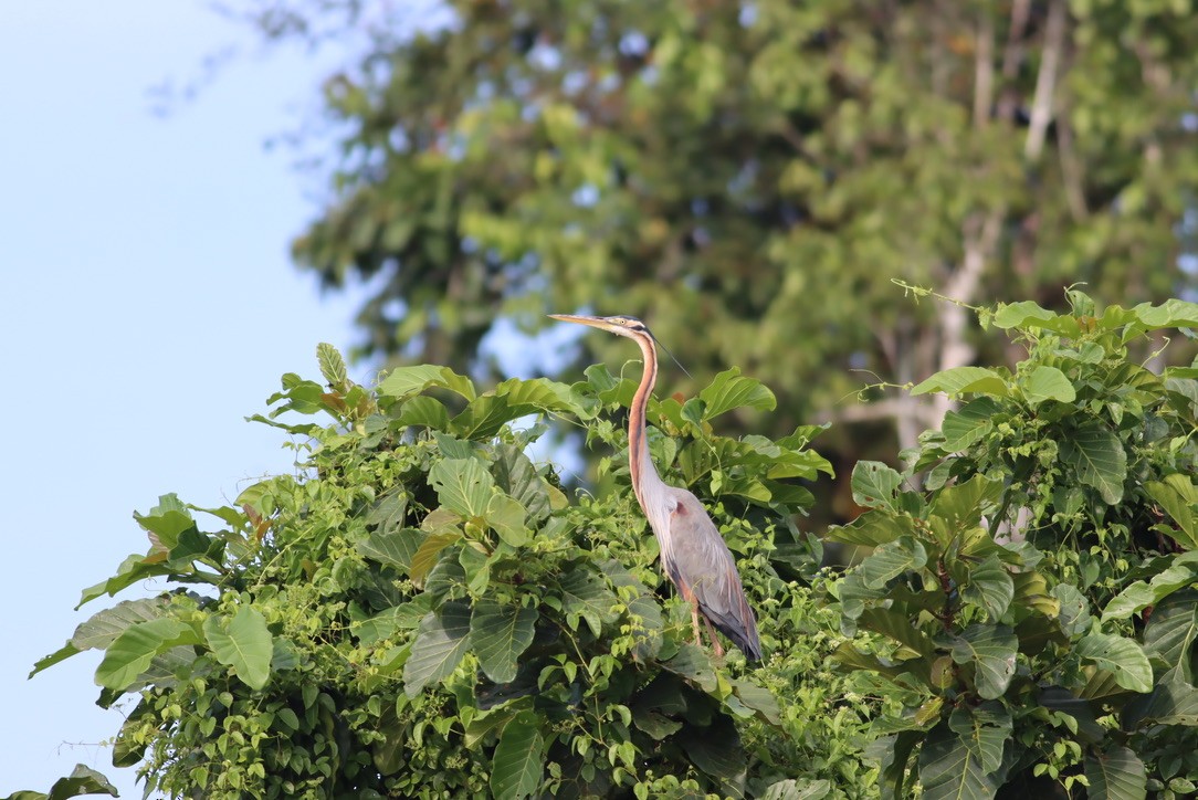 Garza Imperial - ML646703869