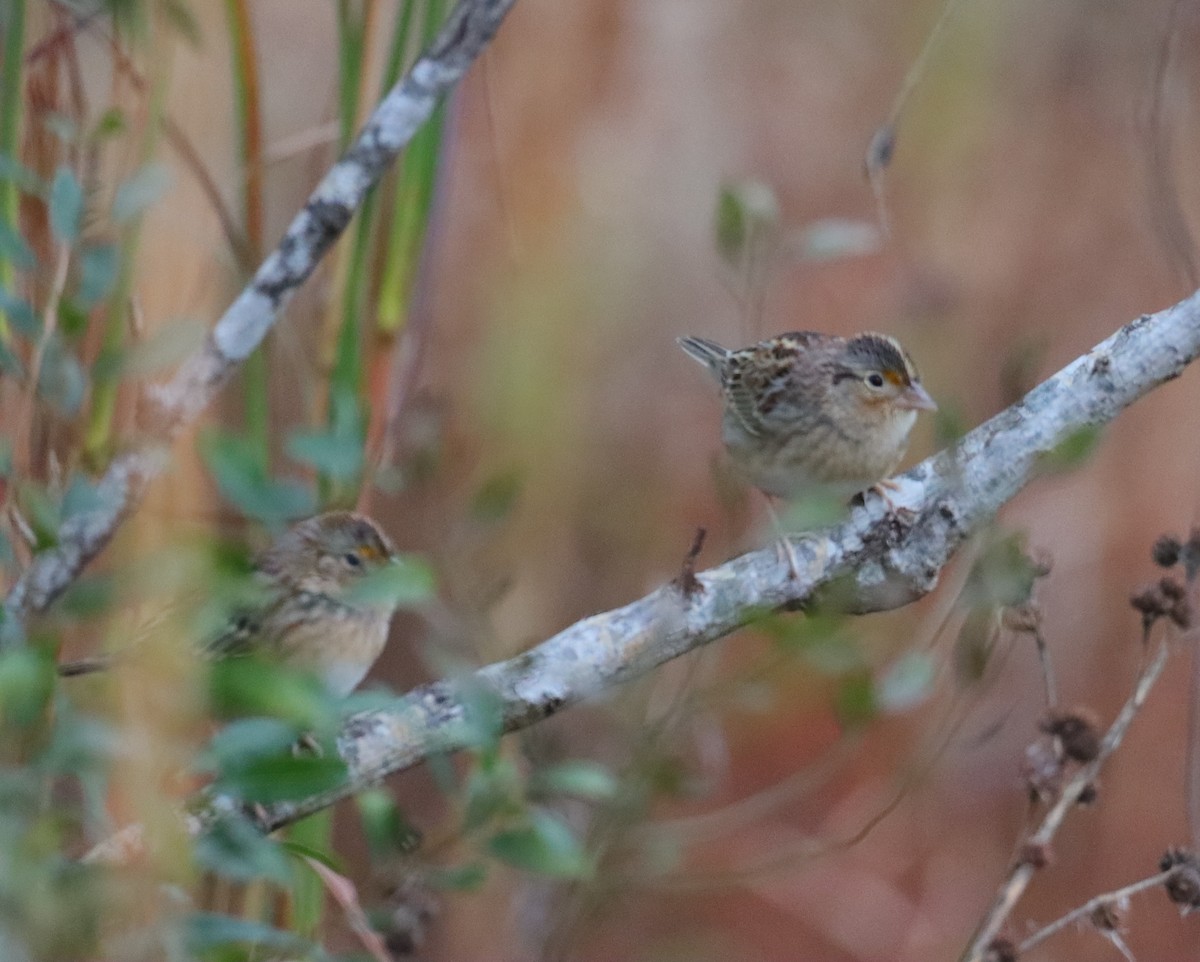 Chingolo Saltamontes - ML646703871