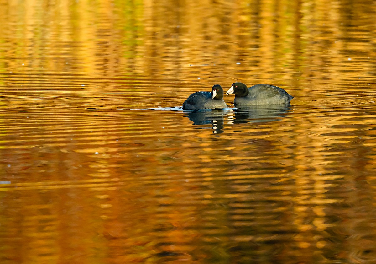 Focha Americana - ML646703872