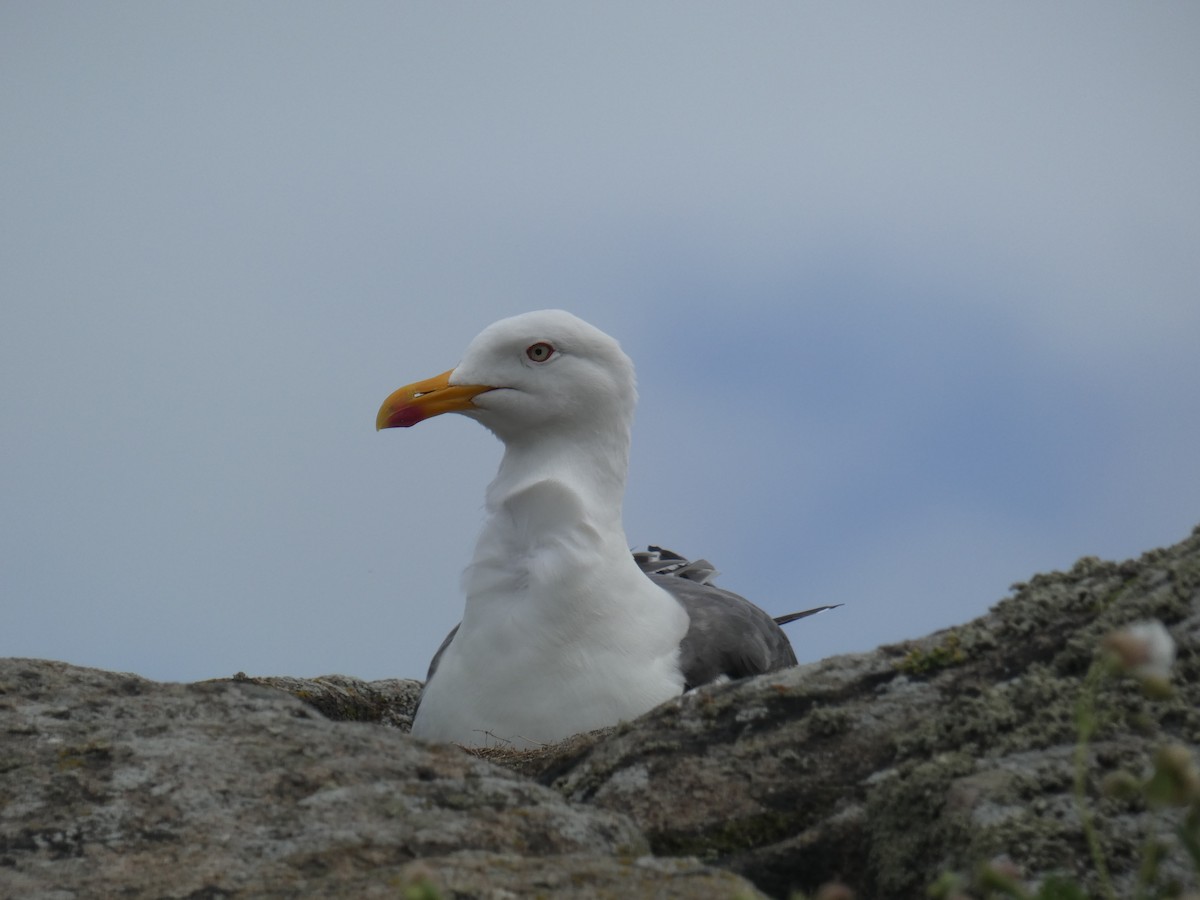 ニシセグロカモメ - ML646703874