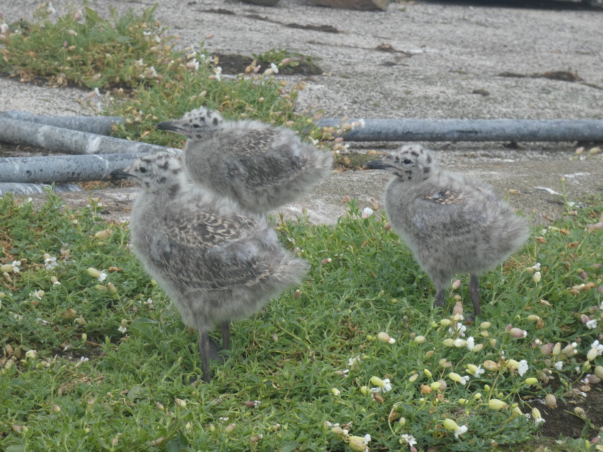 ニシセグロカモメ - ML646703875