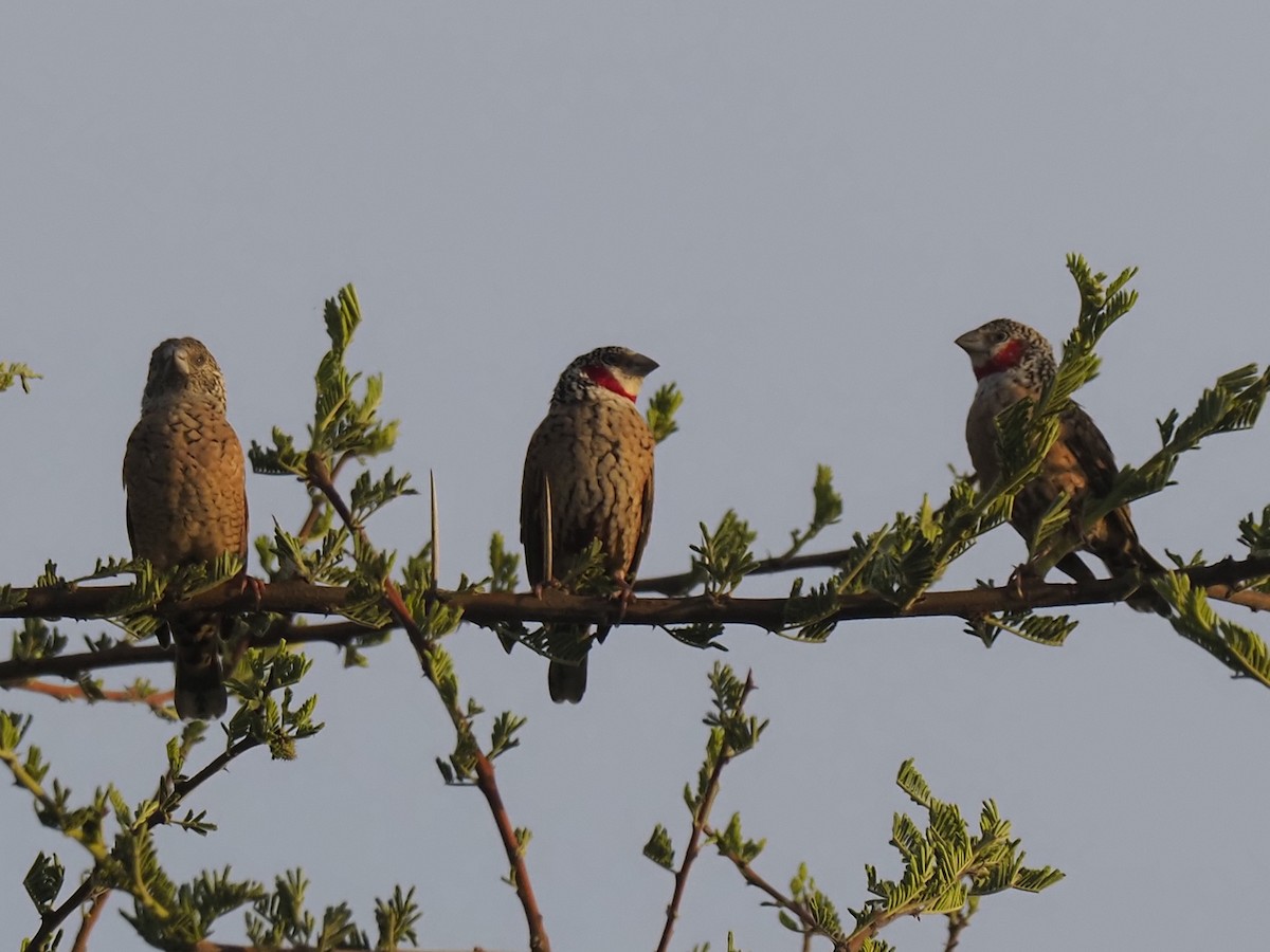 Estrilda Degollada - ML646703877