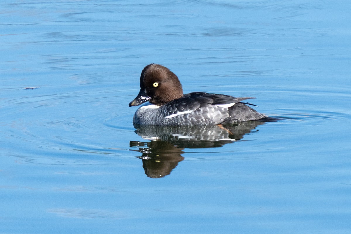 Porrón Osculado - ML646703878
