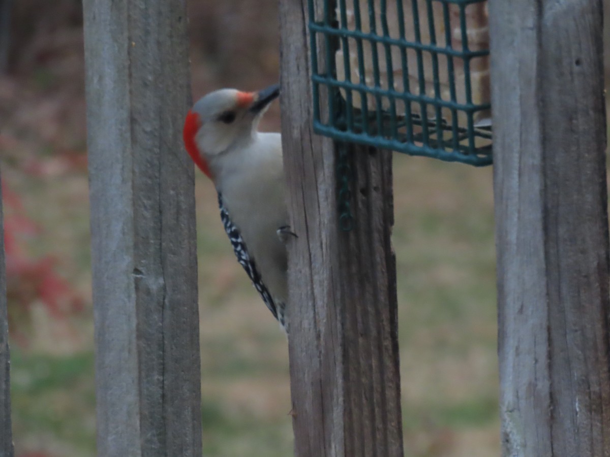 lundspett - ML646703879