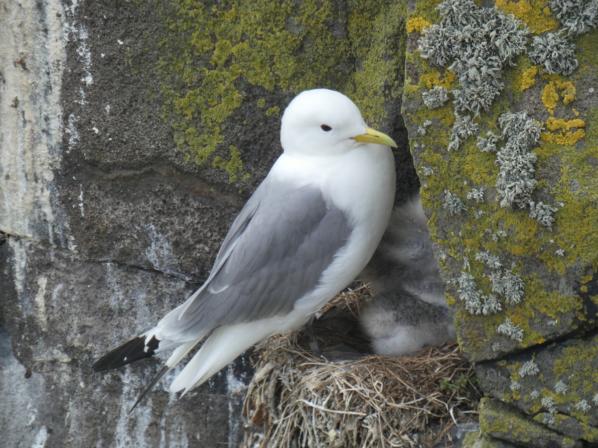 Black-legged Kittiwake - ML646703880
