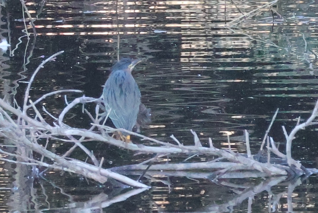 Green Heron - ML646703881