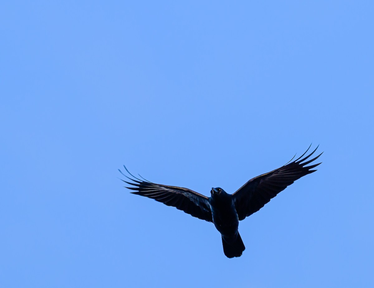 アメリカガラス - ML646703883