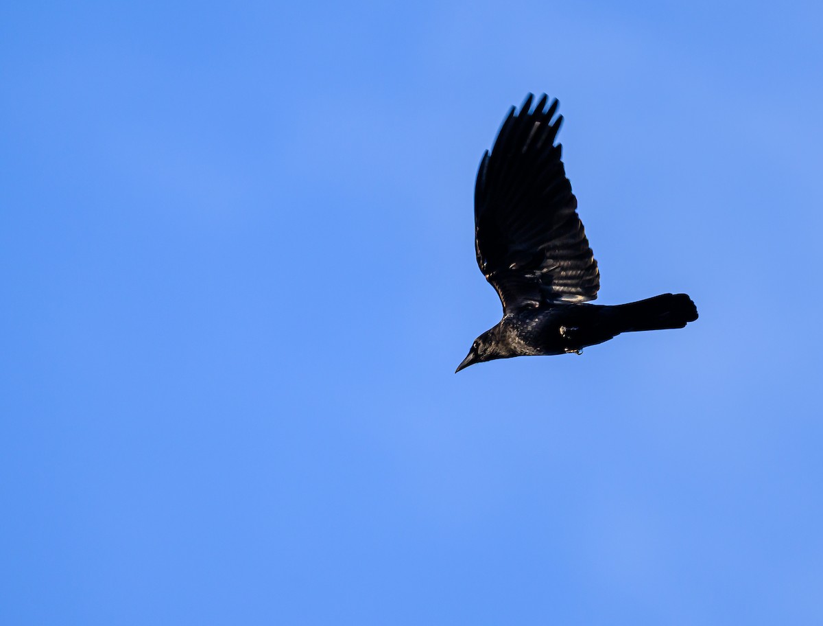 アメリカガラス - ML646703884