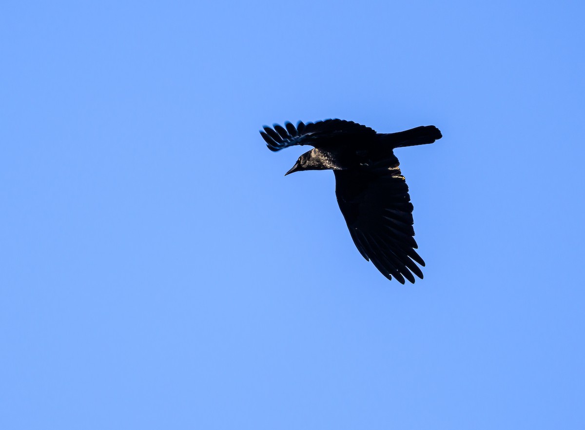 アメリカガラス - ML646703885