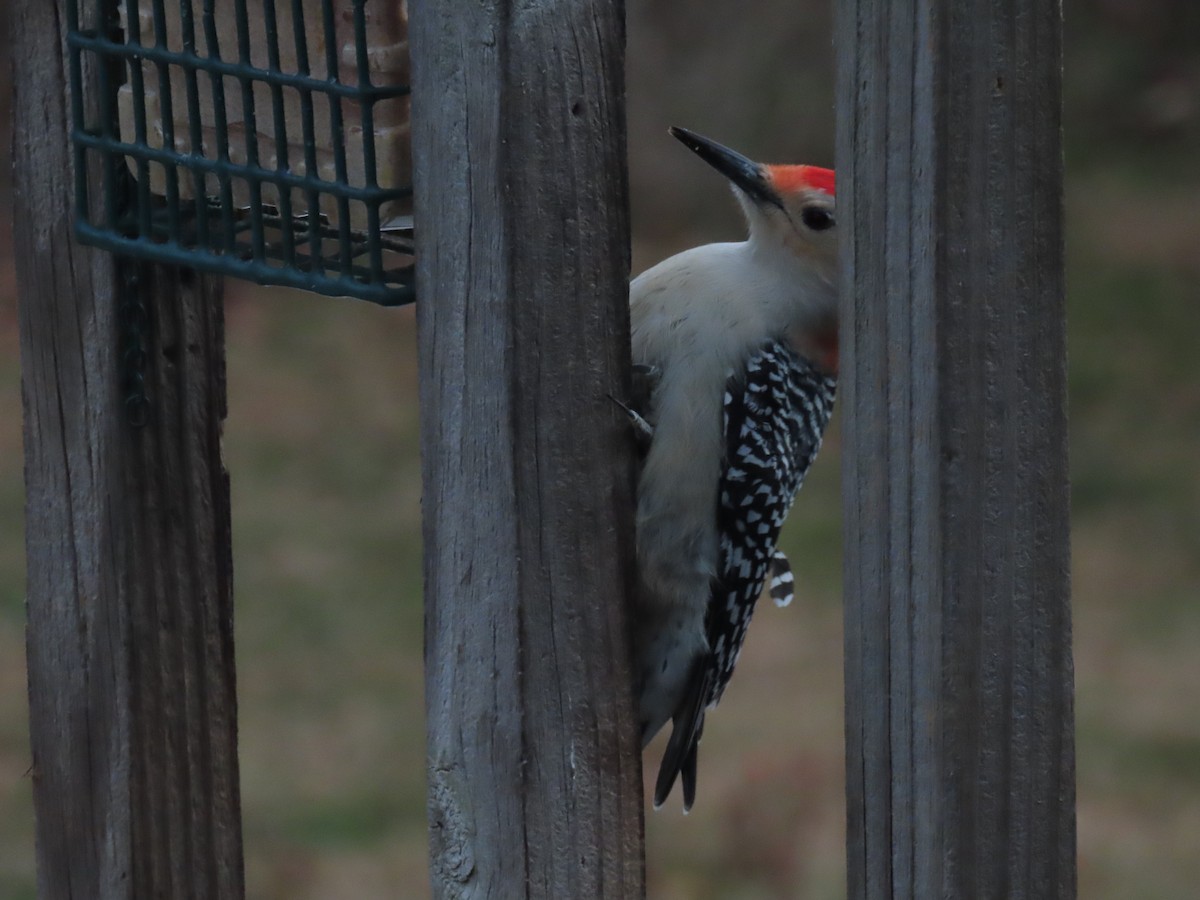 lundspett - ML646703888