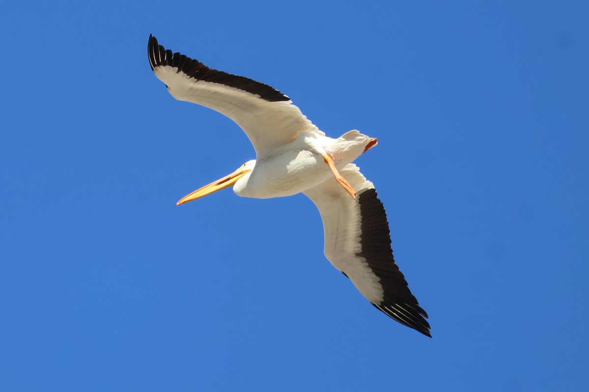American White Pelican - ML646703889