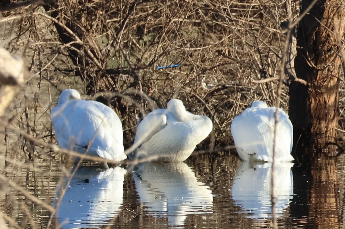 American White Pelican - ML646703890