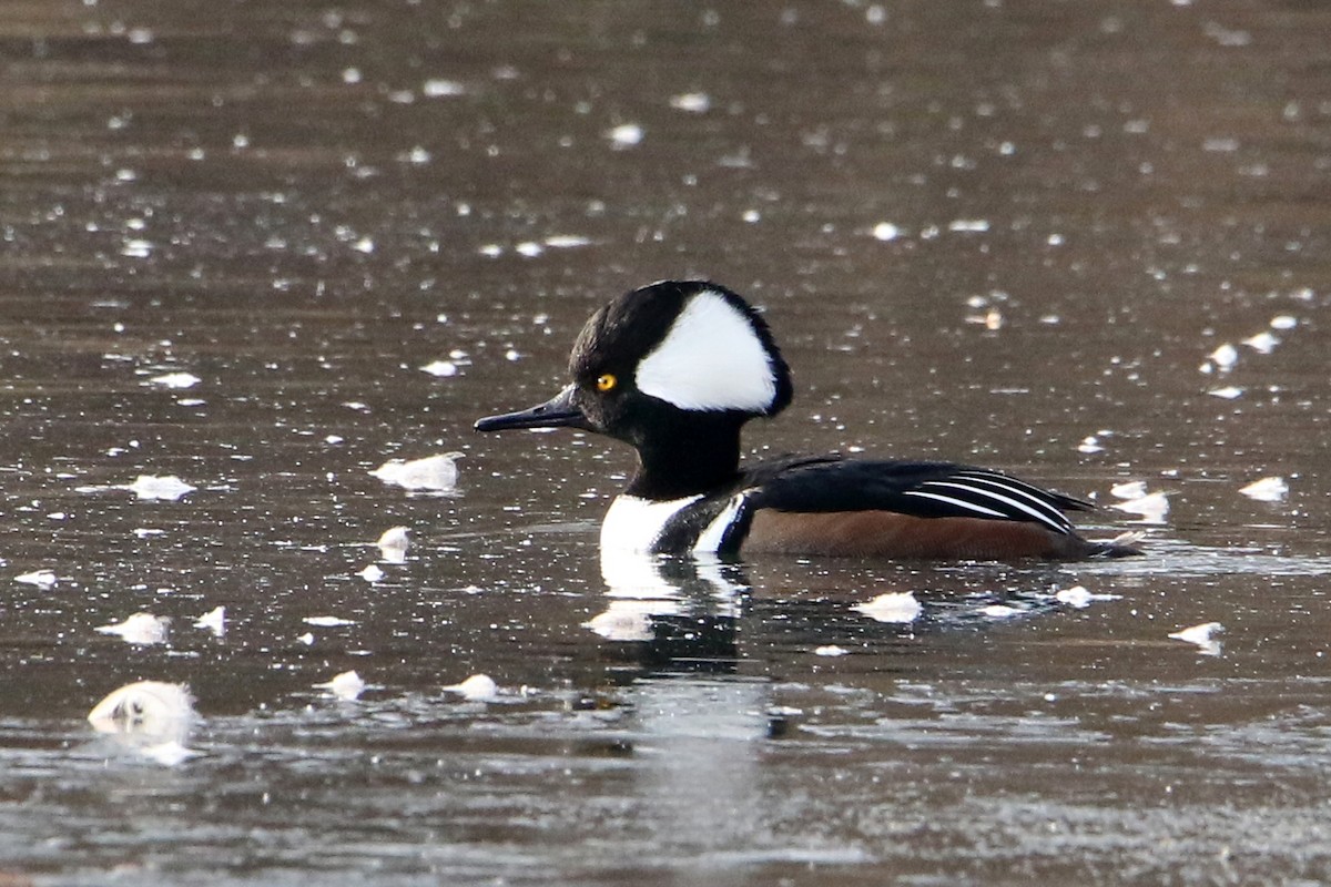 Serreta Capuchona - ML646703893