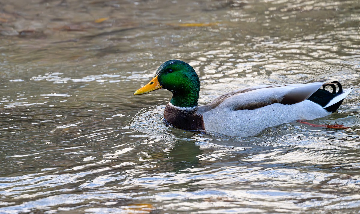 マガモ - ML646703896