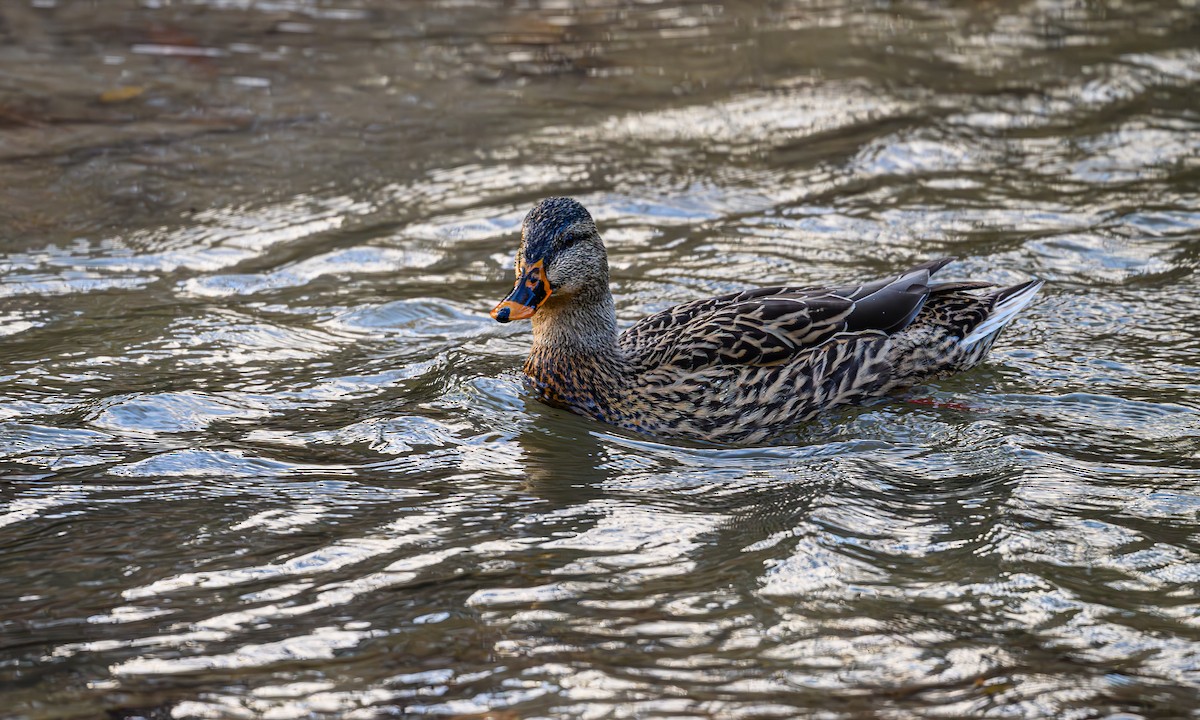 マガモ - ML646703897