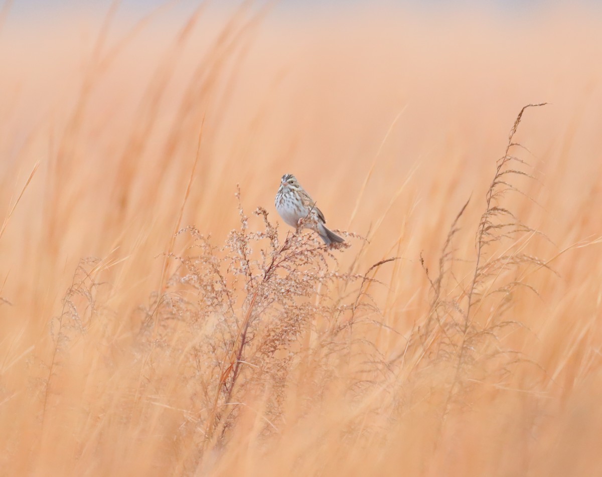 Savannah Sparrow - ML646703900