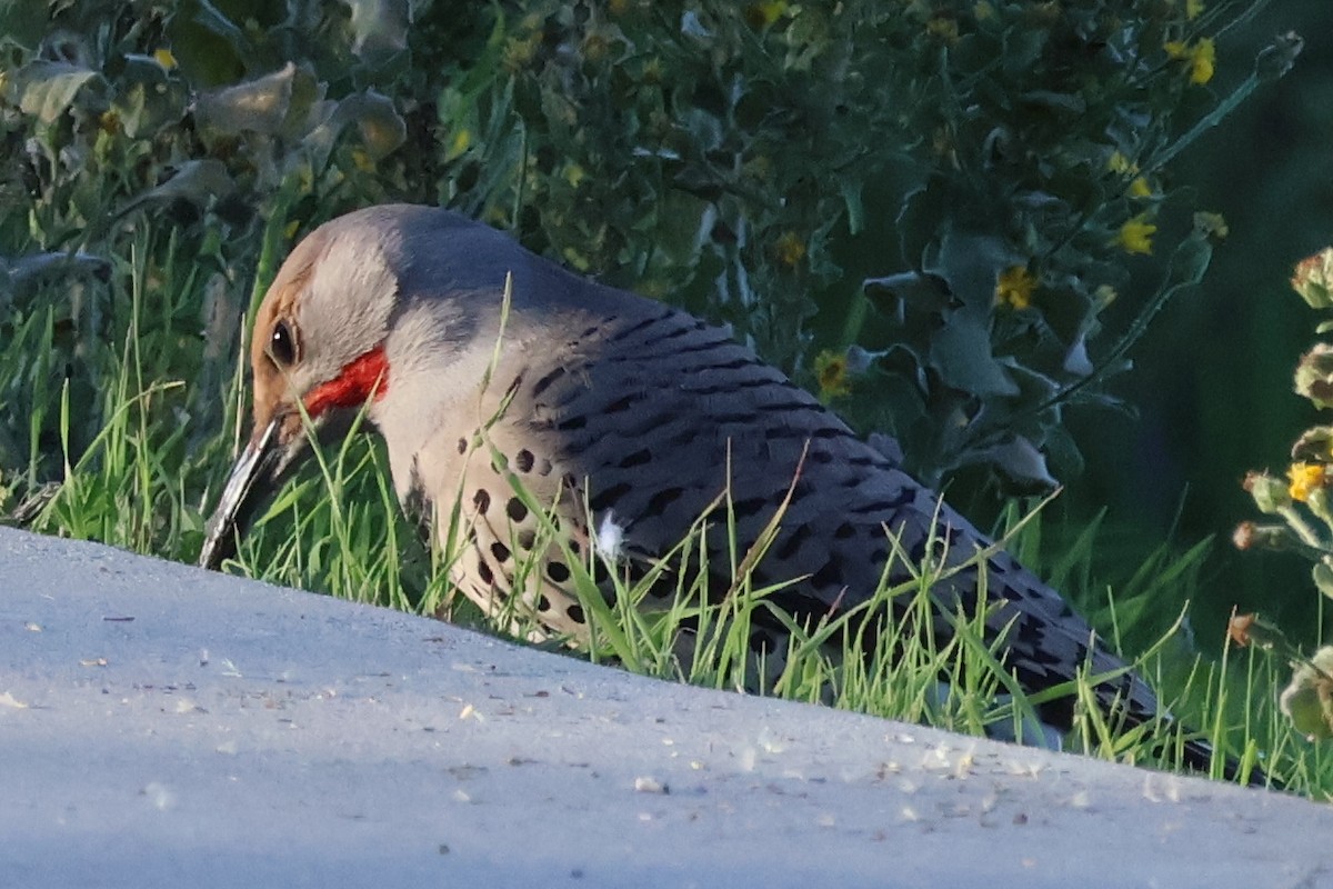 Northern Flicker - ML646703905
